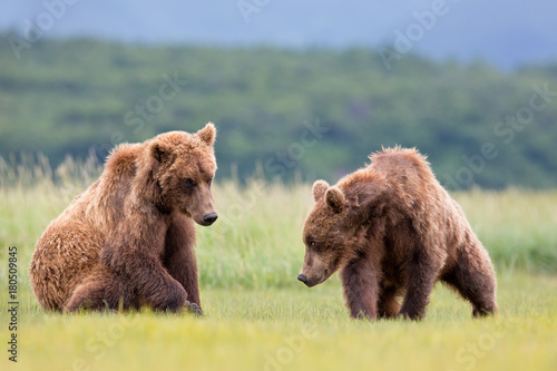 Brown bears showing submissive behavior in the meadow in Alaska photo