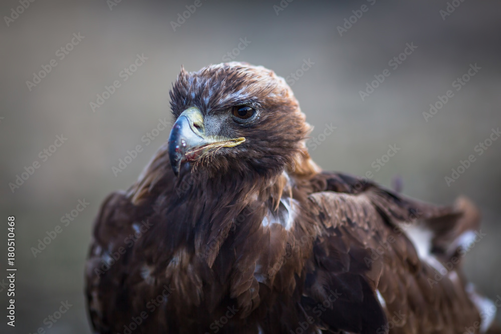 Young Golden eagle closeup. Mongolia. Young Golden eagle closeup. Mongolia.