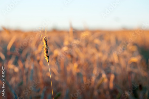 Field of rye photo