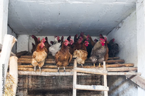 Chickens on the obsolete roost