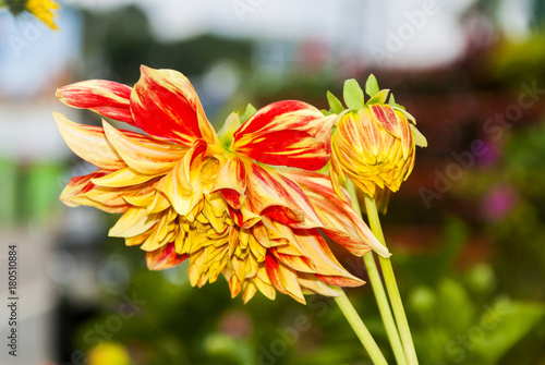 Dahlia Flower multi color Guatemala. Dahlia hybr. photo