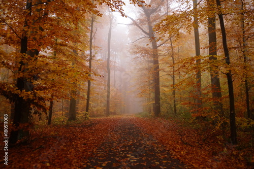 Herbstwald im Nebel