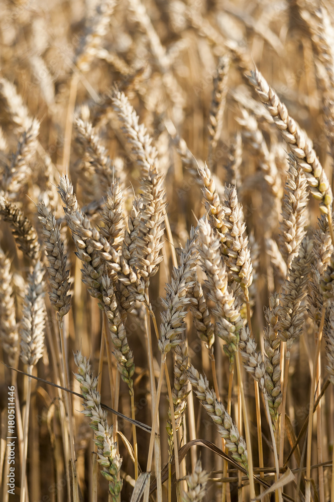 Fototapeta premium Field of wheat