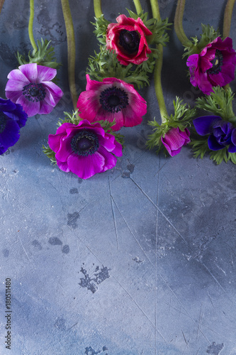 Fresh blooming Anemones flowers flat lay border on gray stone background