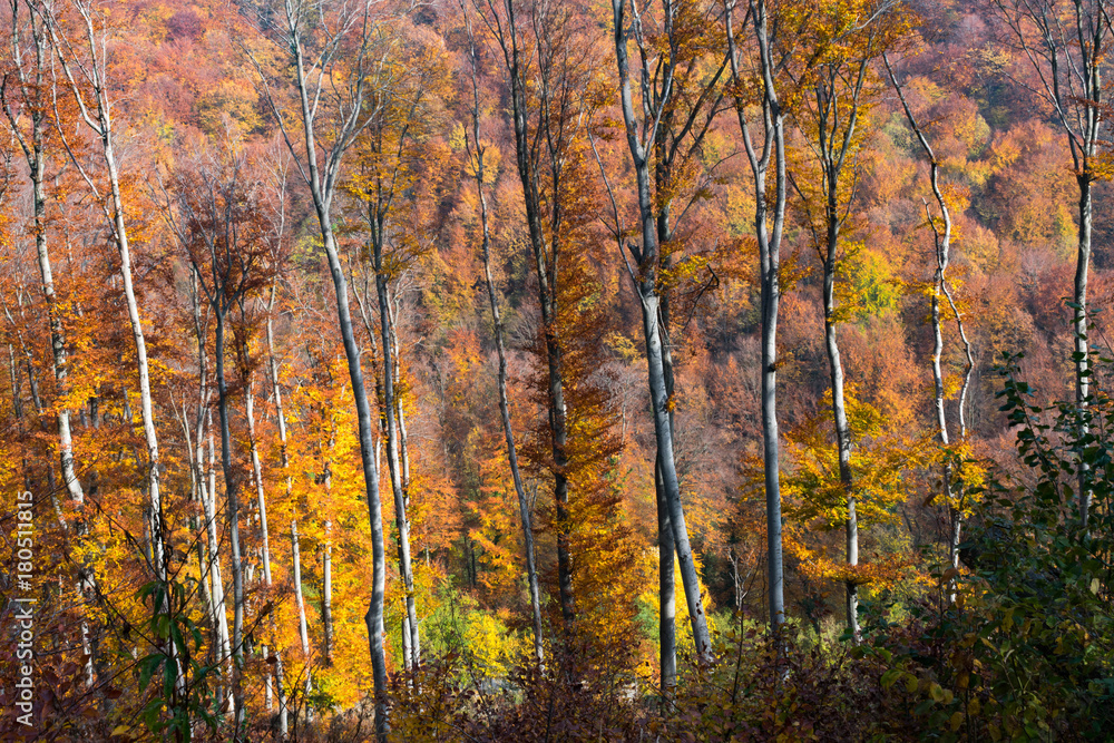 Beautiful landscape view of tall birch trees and colorful mountain forest in late autumn, picturesque scenery from Medvednica mountain near Zagreb, Croatia Beautiful landscape view of tall birch trees and colorful mountain forest in late autumn, picturesque scenery from Medvednica mountain near Zagreb, Croatia