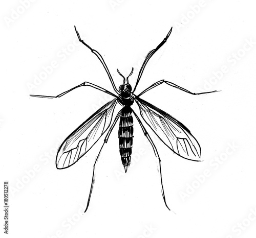 Ink drawing of a mosquito © berdsigns