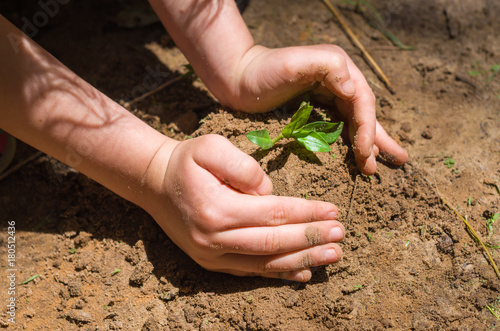 Ótimo conceito de sustentabilidade ambiental, mão de criança plantando muda de árvore photo