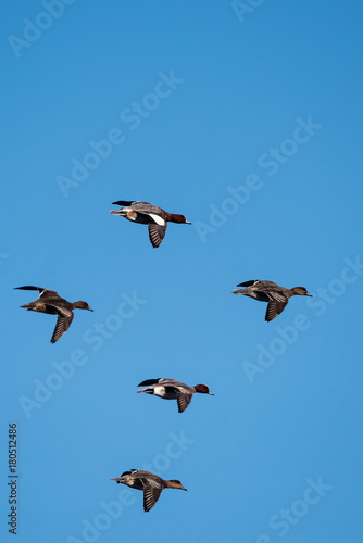 Eurasian Wigeon  Wigeon  Duck  Anas Penelope