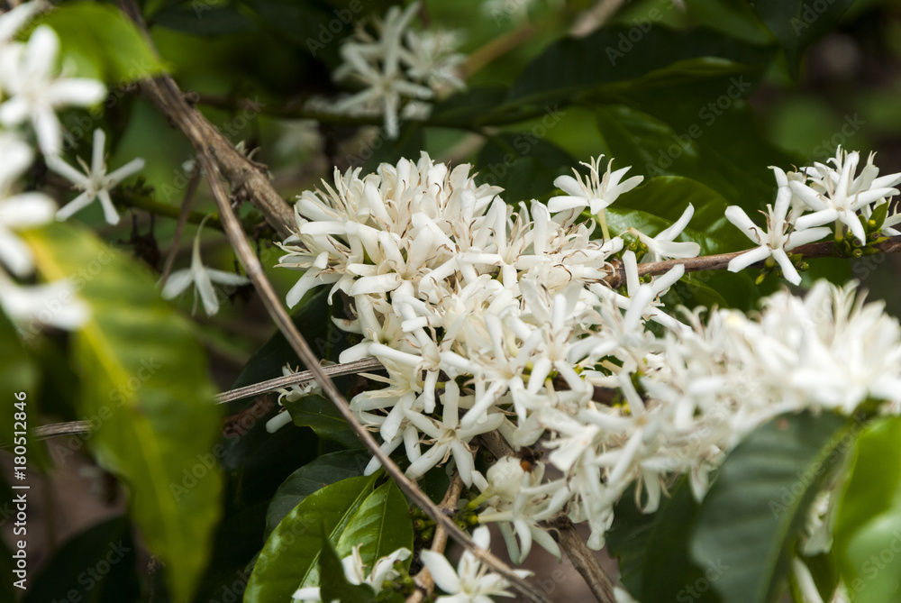 Coffee tree blossom with white color flower close up view. Coffea arábica Guatemala.