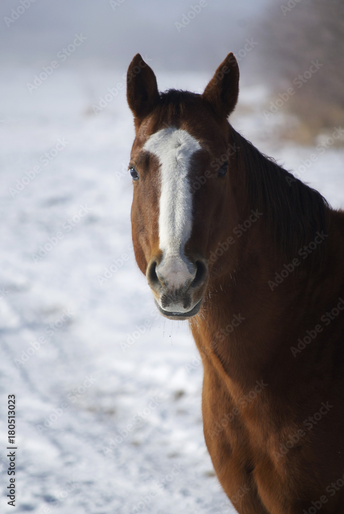 Horse Horse