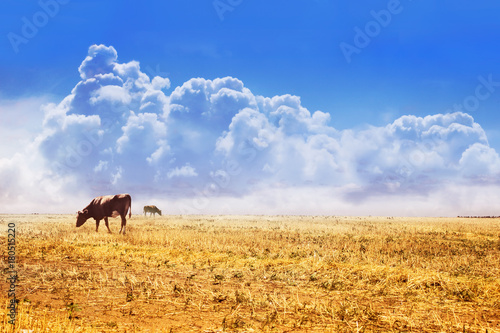 Photo of cows grazing on field with blue fluffy skies.