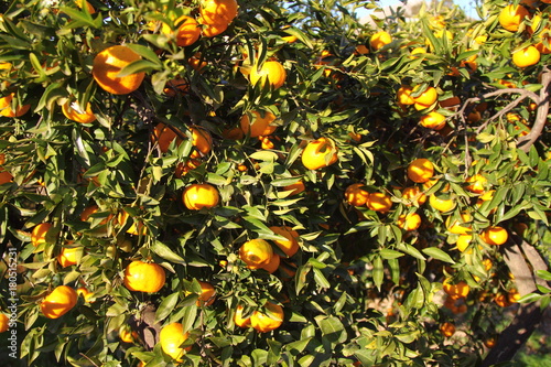 Orange mandarin on the tree. Ripe tangerine. 
