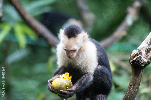 Capicinus monkey in national park Costa Rica