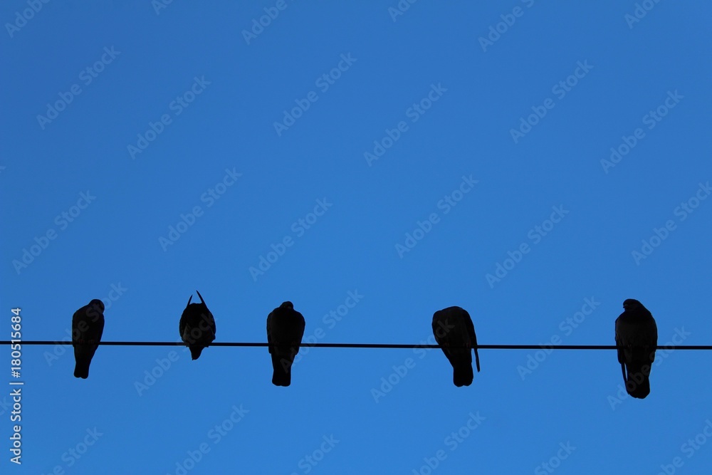 Birds on power lines Birds on power lines