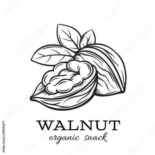 hand drawn walnut photo