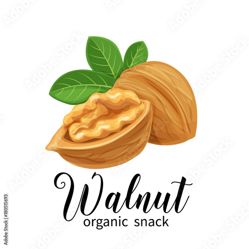 walnut in cartoon style
