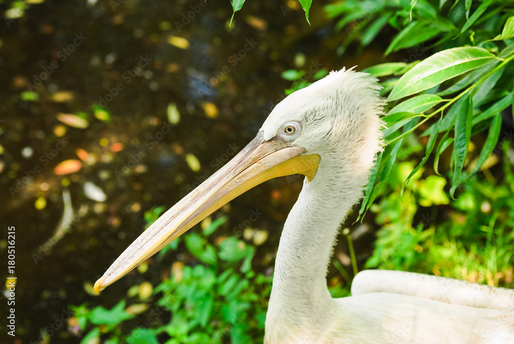 Dalmatian pelican (Pelecanus crispus). Portrait, close-up Dalmatian pelican (Pelecanus crispus). Portrait, close-up