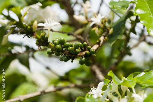 Young green Raw Coffee, branch Guatemala, organic cultivation. Coffea arábica Guatemala.