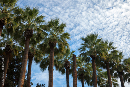 Tall palm trees taken during a sunny afternoon with a blue sky and a few clouds in the background