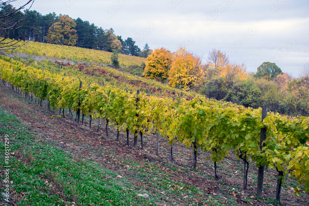 Landscape with autumn vineyards and organic grape on vine branches