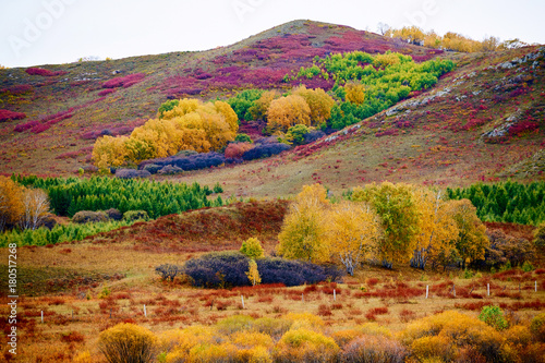 The golden autumn of grassland