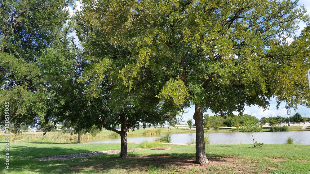Naklejka premium Oaks at Lake