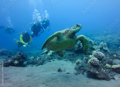 Fototapeta Sea Turtle Swims in Front of Group of Divers