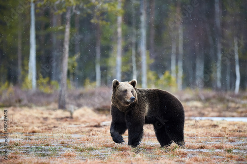 Brown bear in the finnish taiga