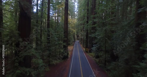 Slow moving aerial between giant California redwood trees photo