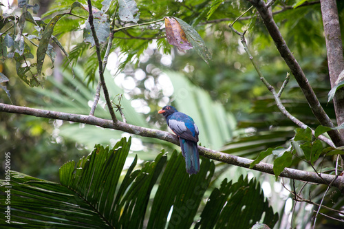 little bird - Costa Rica