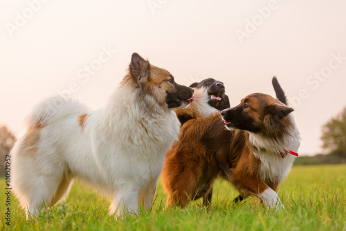 Canvas Print two elo dogs and a labrador play outdoors