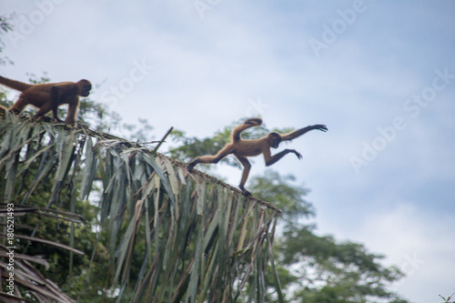 Spider monkey in their natural environment - Costa Rica - Tortuguerro National Park photo