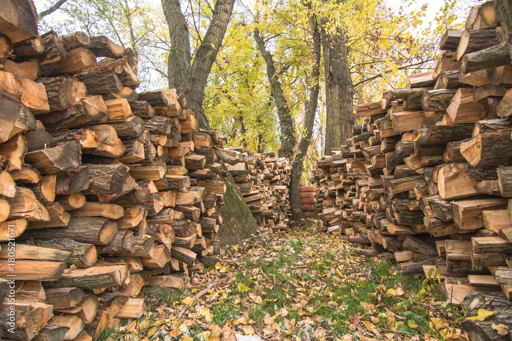 Piles of firewood in the forest