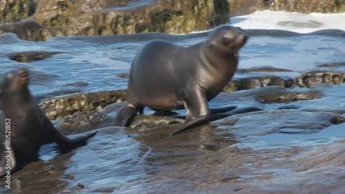 Playful sea lion pups scramble across the rocky shore on a beautiful day in La Jolla, California