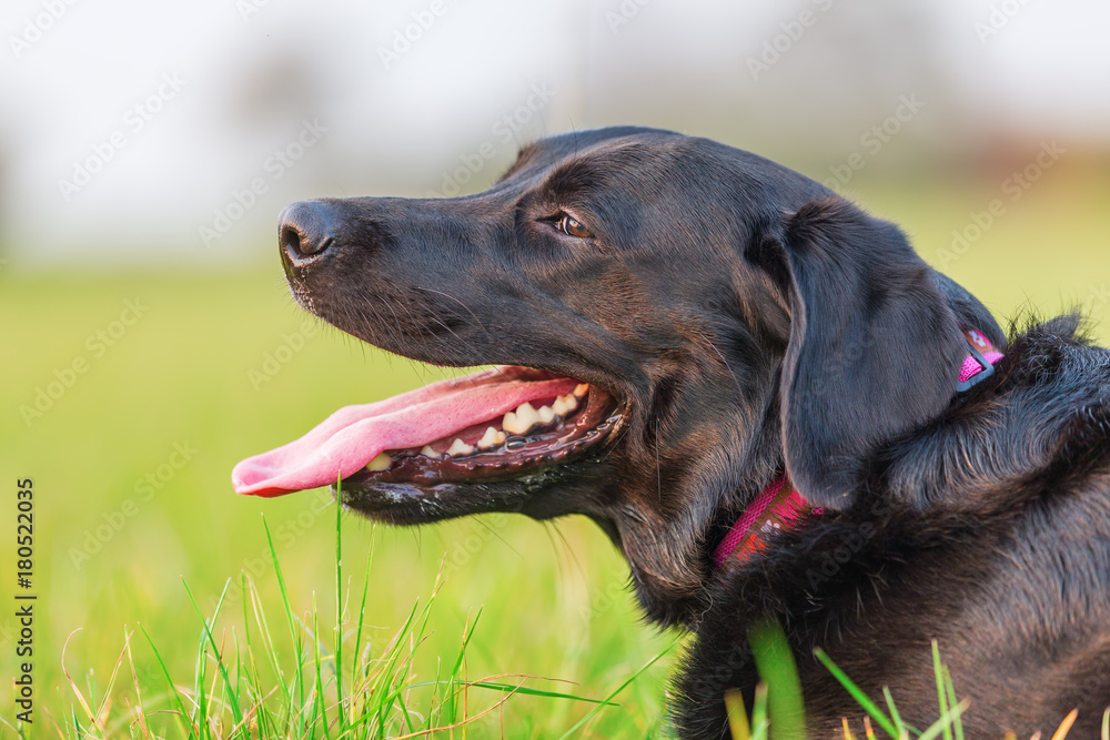 portrait of a black labrador dog portrait of a black labrador dog