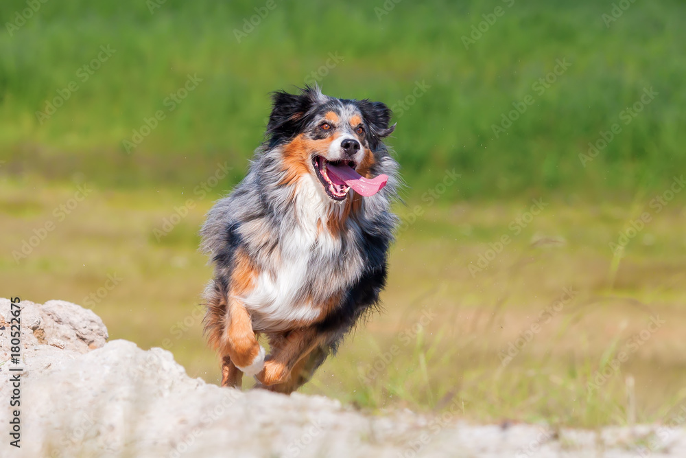 Australian Shepherd dog runs outdoors
