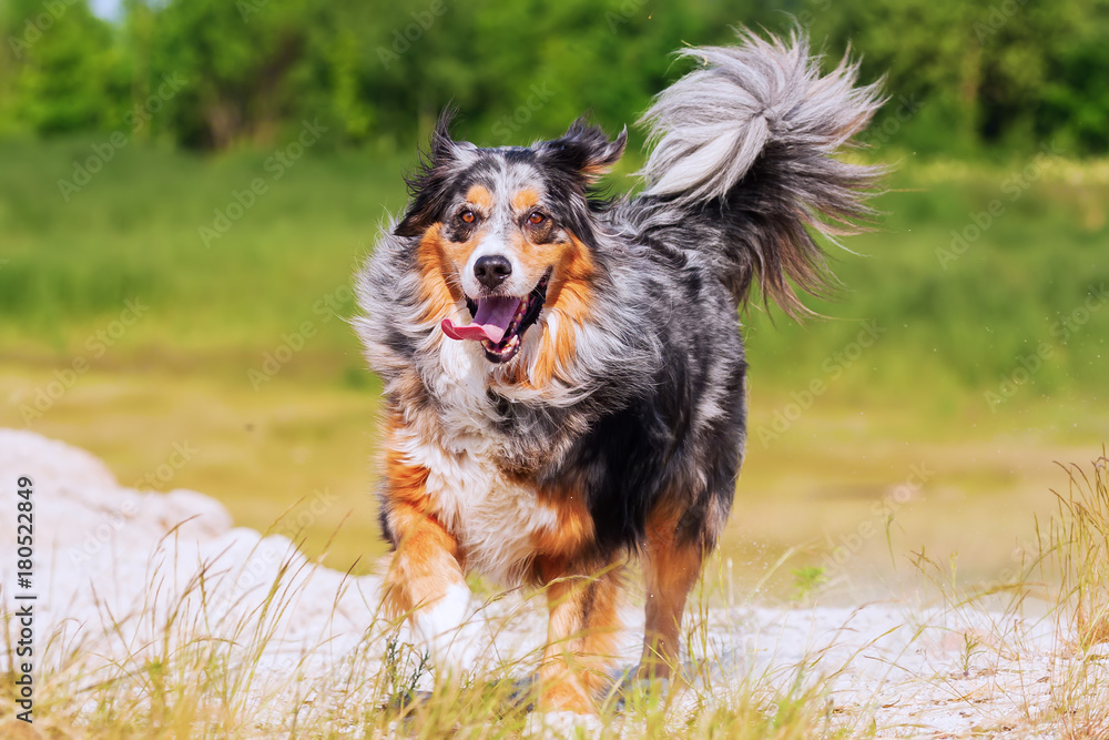 Fototapeta premium Australian Shepherd dog runs outdoors