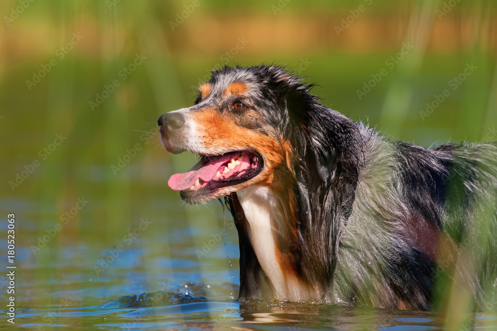 Fototapeta premium Australian Shepherd walking in a lake
