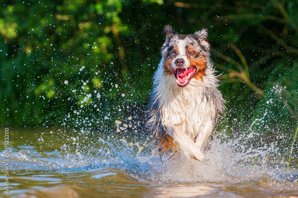 Australian shepherd deals water