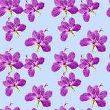 Hibiscus. Seamless pattern texture of flowers. Floral background, photo collage