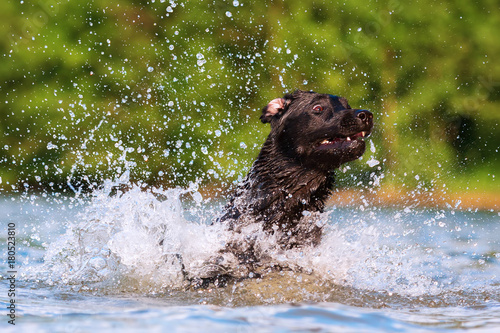 labrador runs through the water
