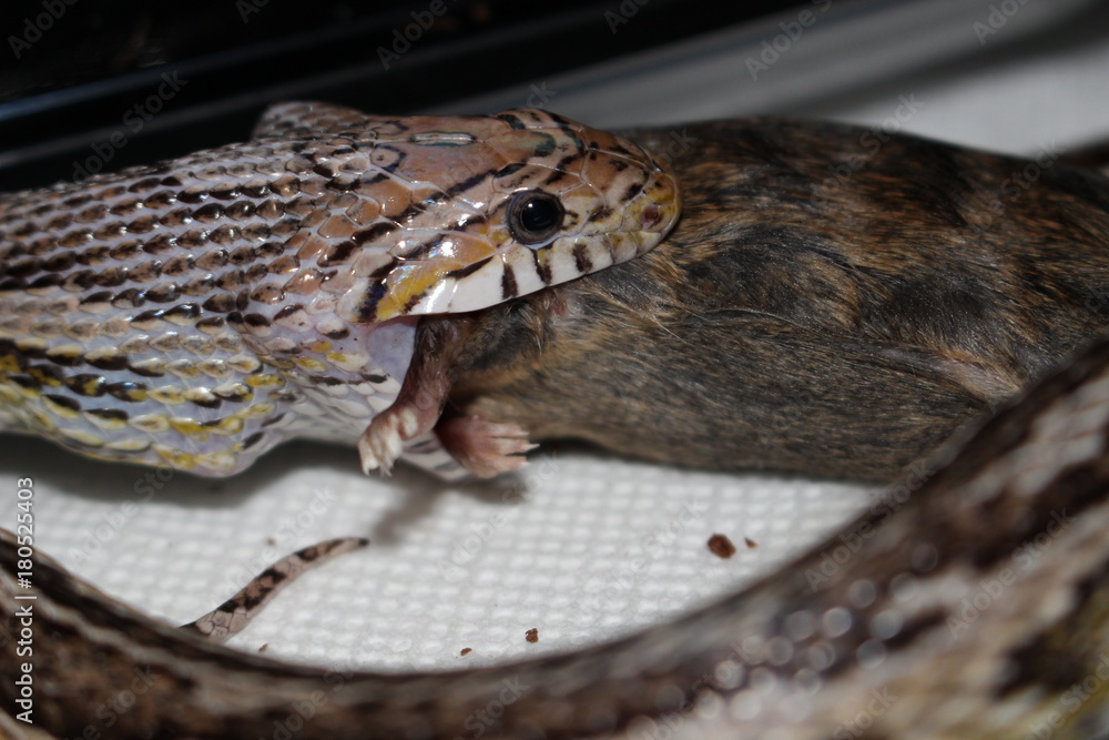 Obraz premium snake eating black mouse