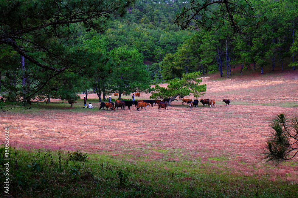 Obraz premium pink grass hill in Dalat pine forest