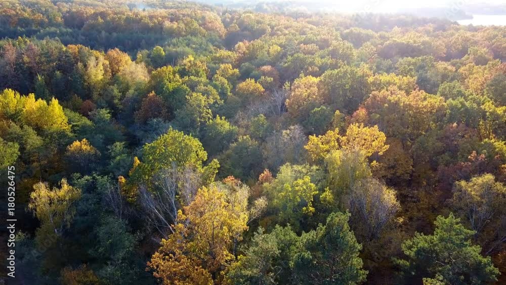 Aerial close-up view of the forest with trees covered with yellow foliage Aerial close-up view of the forest with trees covered with yellow foliage