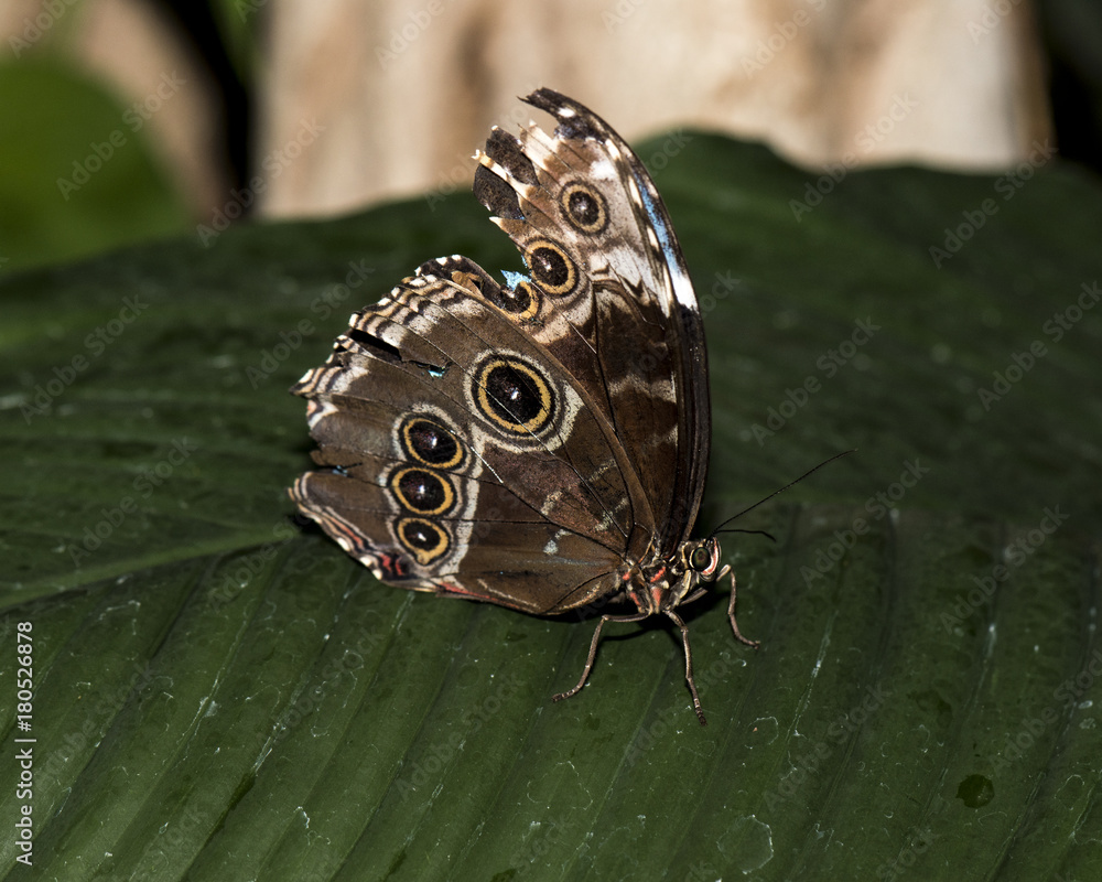 Fototapeta premium Junonea coenia - Common Buckeye butterfly