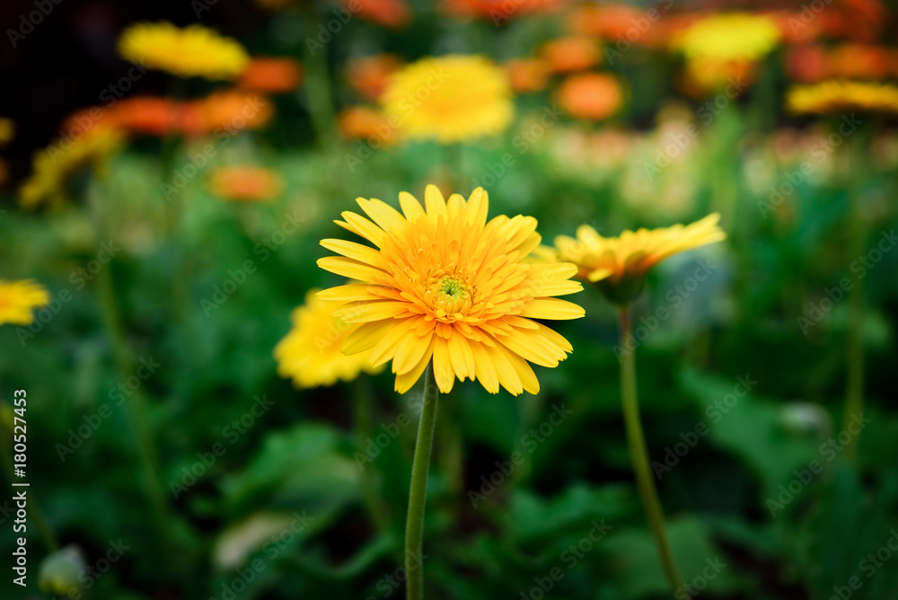 Beautiful gerbera flower in garden Beautiful gerbera flower in garden