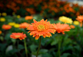 Handdoek met foto Gerbera Gerbera bloem in tuin  © nipaporn