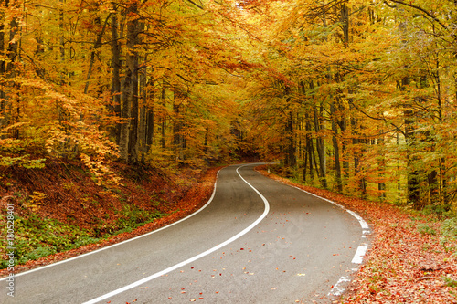 Autumn road