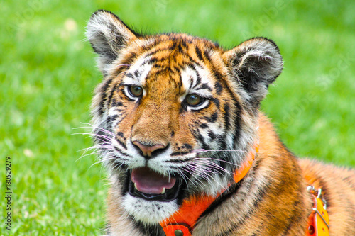 Beautiful baby tiger portrait