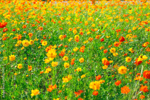 A field of flowers